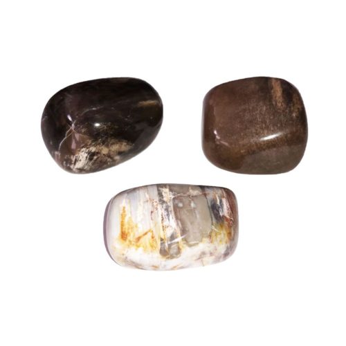 piedra rodada madera petrificada