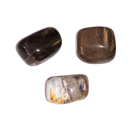 piedra rodada madera petrificada