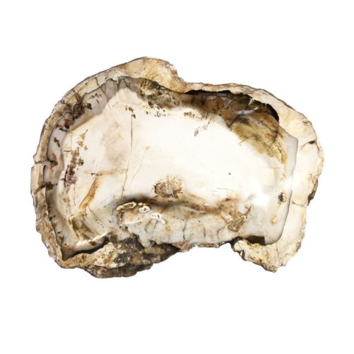 madera-petrificada-mcbf04