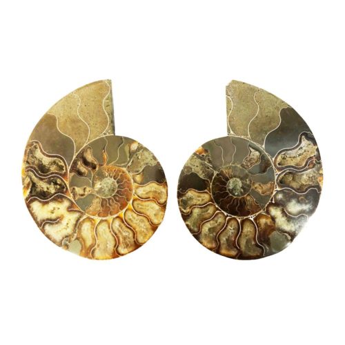 paire d'ammonite