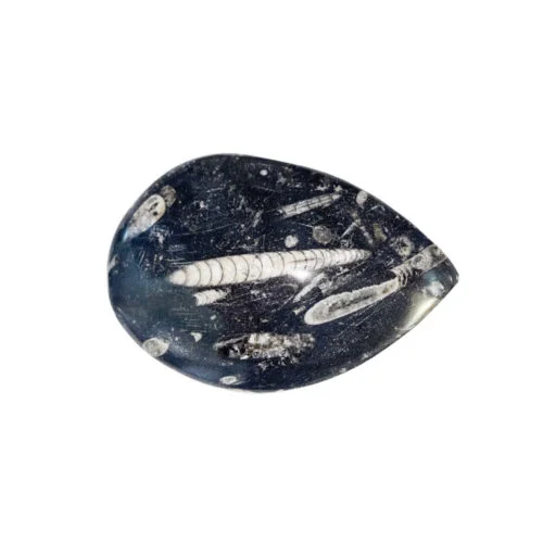 orthoceras-pierre-brute-taille-10-a-14cm