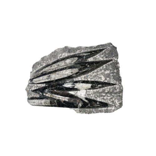 plateau-orthoceras-environ-20cm