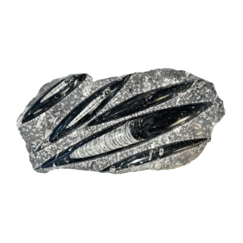 plateau-orthoceras-environ-entre-20cm-et-30cm